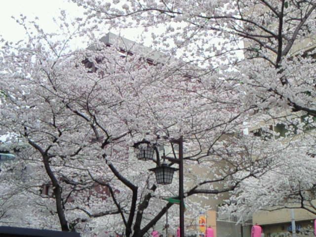 中野の桜