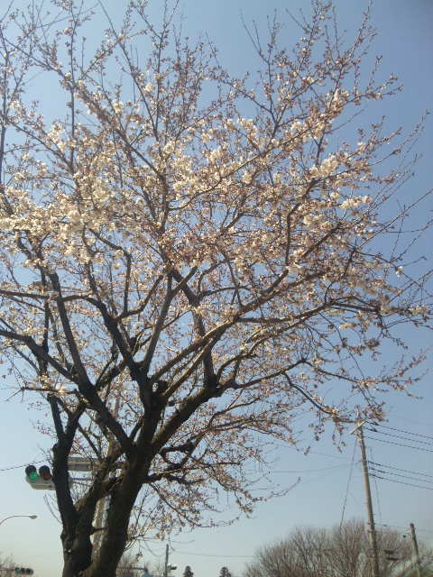 110405_102037.jpg 110405_102037.jpg